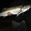 stripers online nj|Main Fishing Forum .